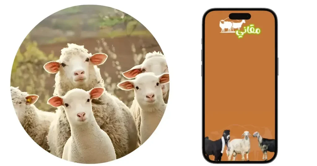 علاج ابو رمح في الاغنام